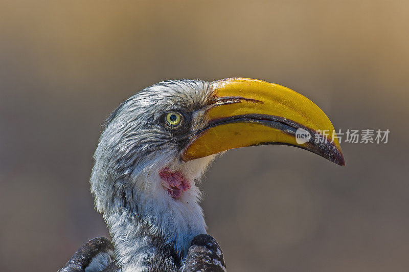 东部黄嘴犀鸟(Tockus flavirostris)，也被称为北方黄嘴犀鸟。肯尼亚桑布鲁国家保护区